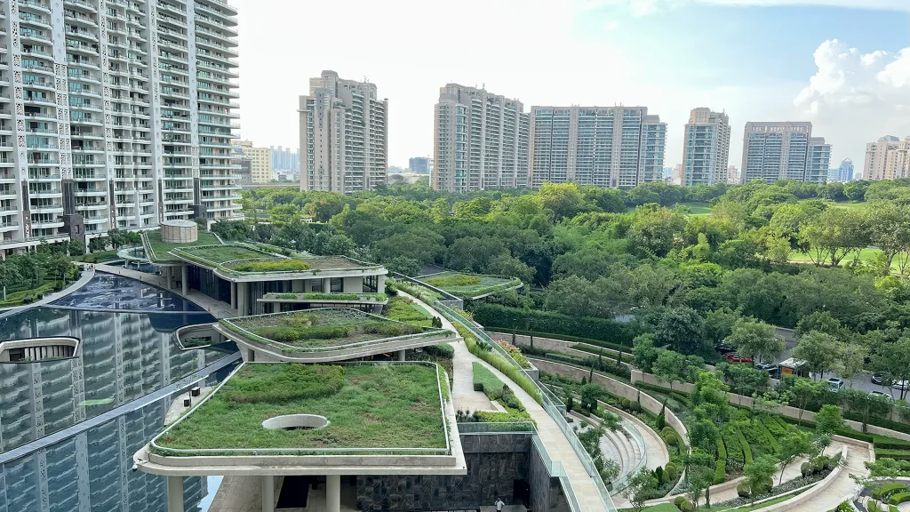 dlf camellias